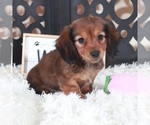 Small #2 Dachshund