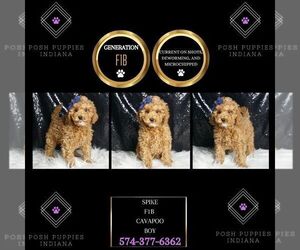 Cavapoo Puppy for sale in WARSAW, IN, USA