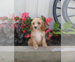 Small Photo #3 Cavapoo Puppy For Sale in SHILOH, OH, USA