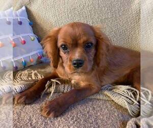 Cavalier King Charles Spaniel Dog for Adoption in ORRTANNA, Pennsylvania USA