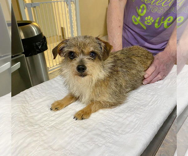 Medium Photo #1 Jack Russell Terrier-Unknown Mix Puppy For Sale in Benton, LA, USA