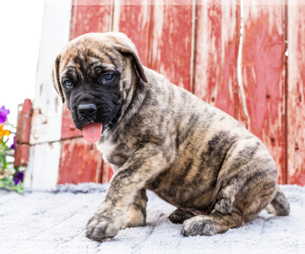 Medium Photo #6 Mastiff Puppy For Sale in WAKARUSA, IN, USA