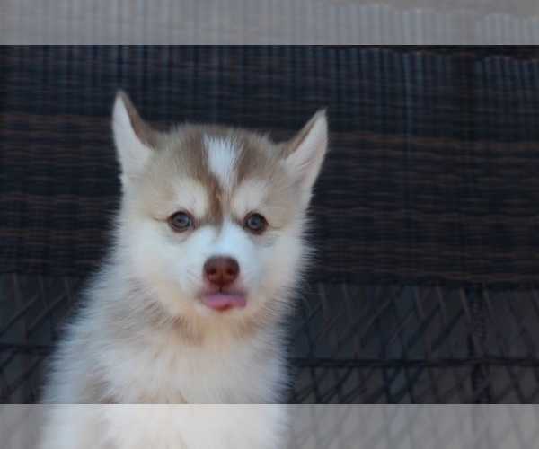 Medium Photo #1 Pomsky Puppy For Sale in CANYON, TX, USA