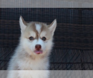 Pomsky Puppy for sale in CANYON, TX, USA