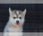 Small Photo #1 Pomsky Puppy For Sale in CANYON, TX, USA