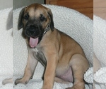 Small Photo #9 Great Dane Puppy For Sale in CONWAY, SC, USA