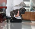 Puppy Black Collar Presa Canario