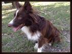 Small Photo #1 Border Collie Puppy For Sale in WILLS POINT, TX, USA