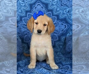 Goldendoodle Puppy for sale in KIRKWOOD, PA, USA