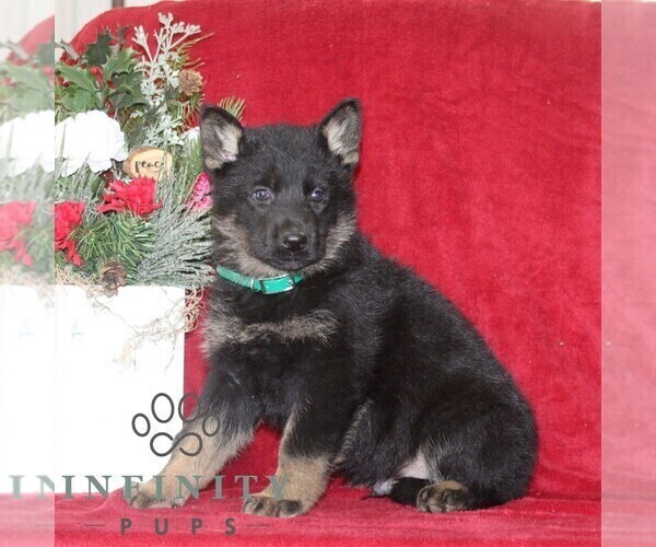 Medium Photo #2 German Shepherd Dog Puppy For Sale in QUARRYVILLE, PA, USA