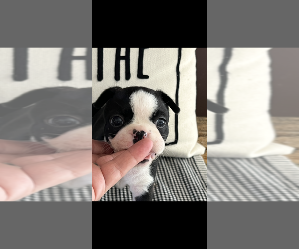 Medium Photo #4 Boston Terrier Puppy For Sale in NILES, MI, USA