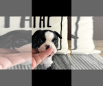 Small #3 Boston Terrier
