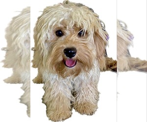 Mother of the Cavapoo puppies born on 01/09/2025