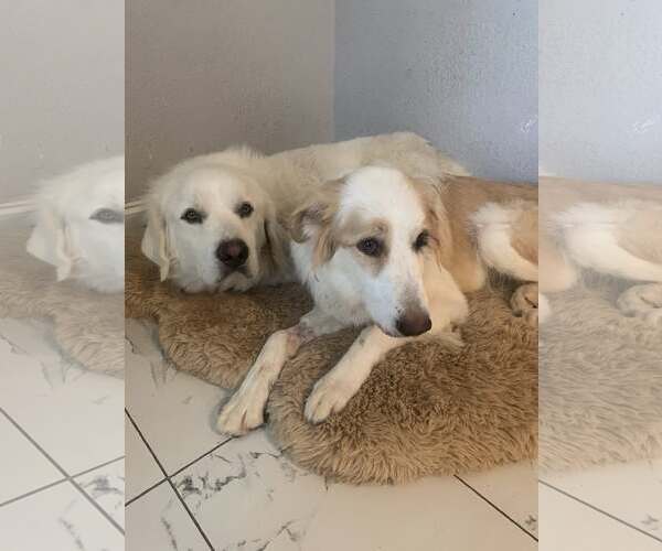 Medium Photo #7 Great Pyrenees Puppy For Sale in Dallas, TX, USA