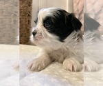 Small #16 Shih Tzu