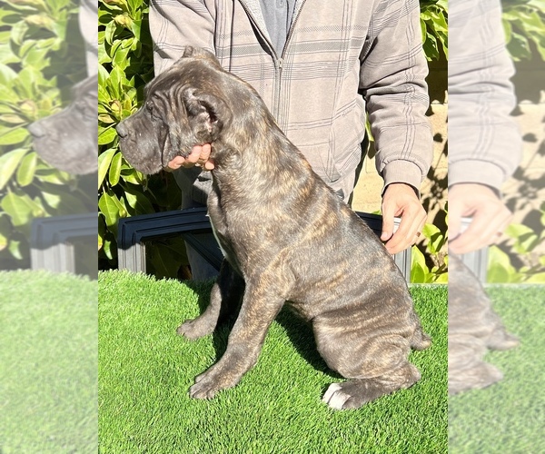 Medium Photo #6 Cane Corso Puppy For Sale in CORONA, CA, USA
