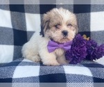 Small Photo #15 Shorkie Tzu Puppy For Sale in LAKELAND, FL, USA