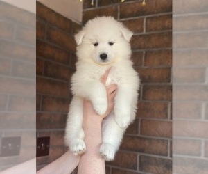 Samoyed Puppy for sale in THOUSAND OAKS, CA, USA