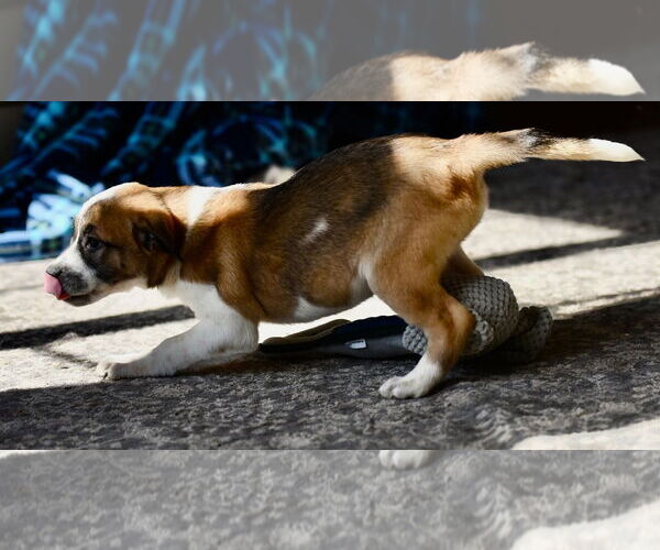 Medium Photo #5 Mutt Puppy For Sale in Mechanicsburg, PA, USA