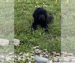 Small #7 Goldendoodle