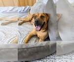 Small #5 Rhodesian Ridgeback Mix