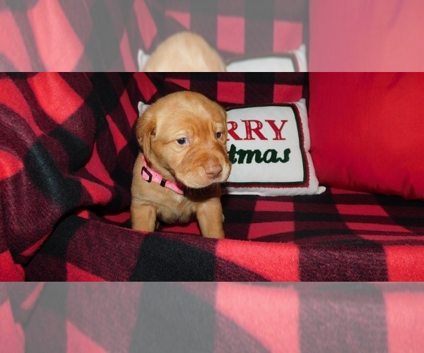 Medium Photo #1 Labrador Retriever Puppy For Sale in NEENAH, WI, USA
