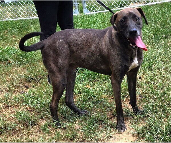 Medium Photo #2 Labrador Retriever-Unknown Mix Puppy For Sale in Wetumpka, AL, USA