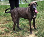 Small #1 Labrador Retriever Mix