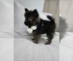 Small Photo #18 Pomeranian Puppy For Sale in BRONSON, MI, USA