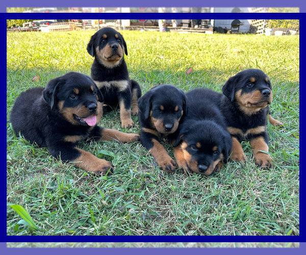 Medium Photo #2 Rottweiler Puppy For Sale in COLUMBIA, TN, USA