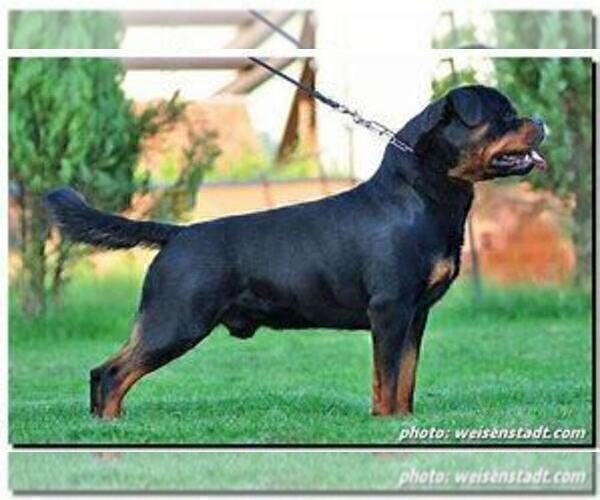 Medium Photo #1 Rottweiler Puppy For Sale in SPOKANE, WA, USA
