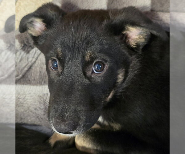 Medium Photo #10 German Shepherd Dog-Unknown Mix Puppy For Sale in Minneapolis, MN, USA