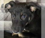 Small #9 German Shepherd Dog Mix