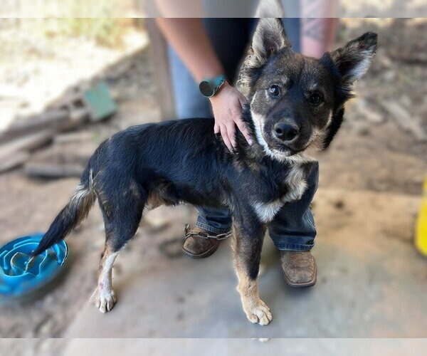 Medium Photo #2 Collie-Unknown Mix Puppy For Sale in FRAMINGHAM, MA, USA