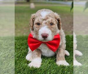 Goldendoodle Puppy for sale in KISSIMMEE, FL, USA