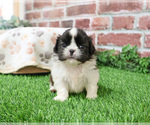 Small #17 Shih Tzu