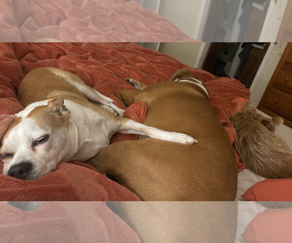 Medium Photo #2 American Pit Bull Terrier-Chihuahua Mix Puppy For Sale in Holly Springs, NC, USA