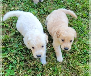 Golden Retriever Puppy for sale in ENNICE, NC, USA