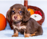 Puppy 3 Dachshund