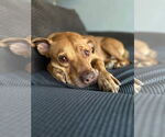 Small #1 American Pit Bull Terrier Mix