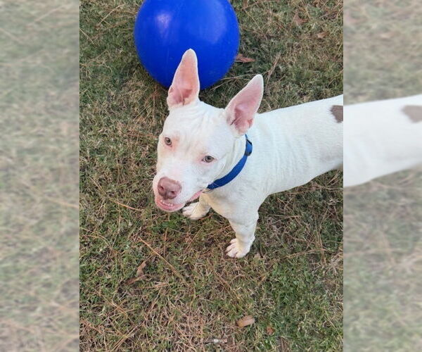 Medium Photo #2 Mutt Puppy For Sale in Oak Bluffs, MA, USA