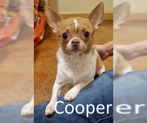 Chihuahua Dogs for adoption in Mountain View, AR, USA