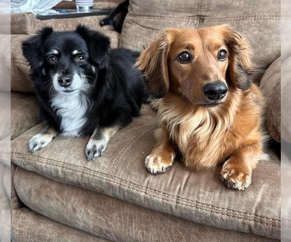 Medium Photo #5 Dachshund Puppy For Sale in Los Angeles, CA, USA