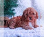 Small Photo #2 Cavapoo Puppy For Sale in GAP, PA, USA