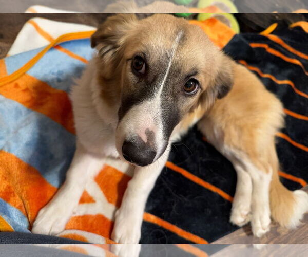 Medium Photo #2 Anatolian Shepherd-Unknown Mix Puppy For Sale in The Woodlands, TX, USA