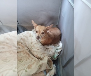 Mother of the Chihuahua puppies born on 06/29/2026