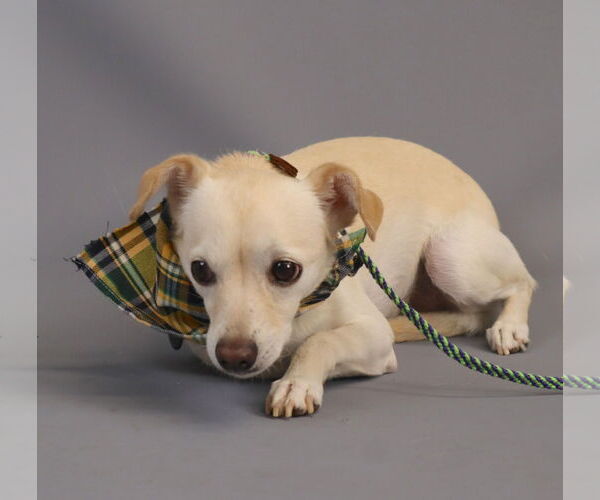 Medium Photo #2 Jack Chi Puppy For Sale in Princeton, MN, USA