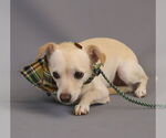 Small #1 Jack Chi