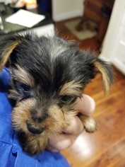 Yorkshire Terrier Puppy for sale in CHARLOTTESVILLE, VA, USA