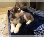 Puppy 7 Siberian Husky